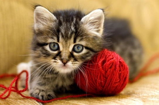 Cat playing sale with wool