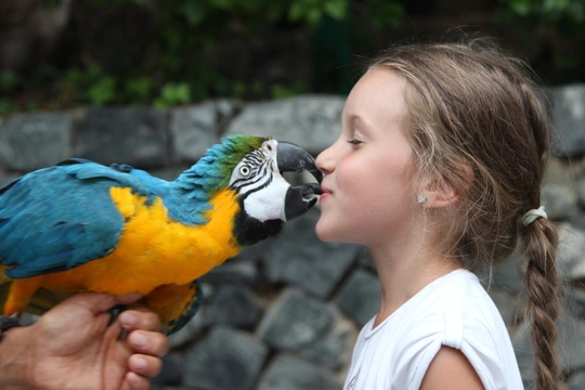 Tajemný svět papoušků