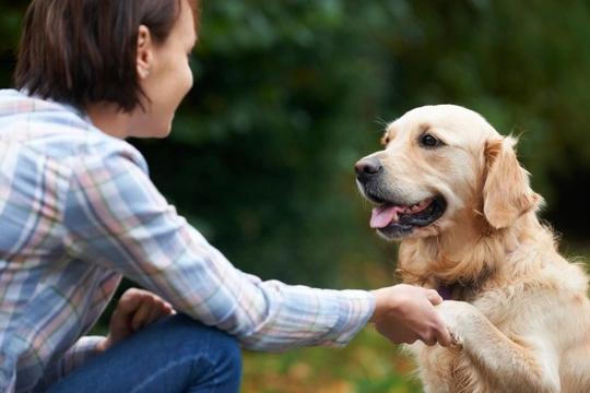 A Great New Year's Resolution - Get Healthier with Your Dog
