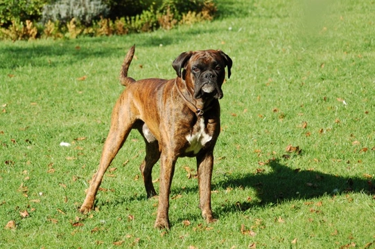 The special health considerations of the Boxer dog