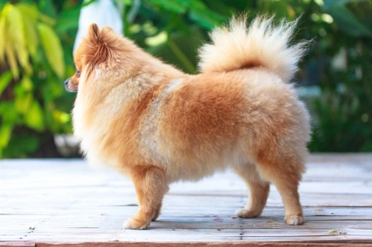 Health, longevity and care of the Pomeranian dog