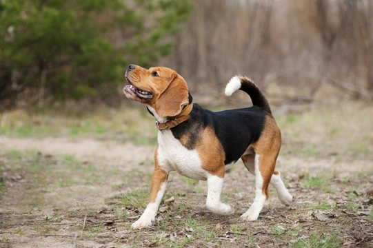 What are the most excitable dog breeds?