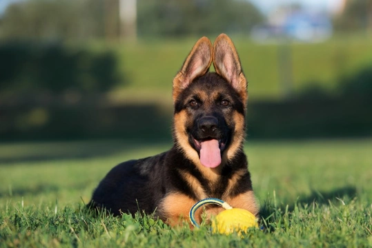 German shepherd with sales dwarfism for adoption