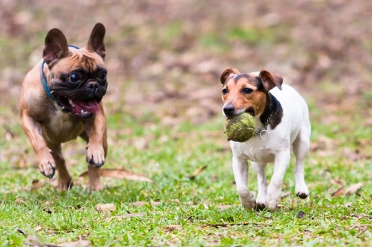 The four unspoken rules of dog socialisation and play
