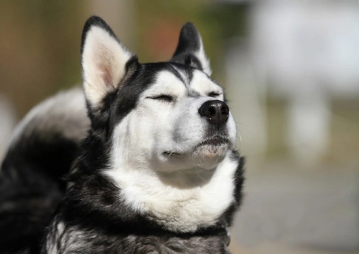 5 Dog Breeds With a Sense of Humour