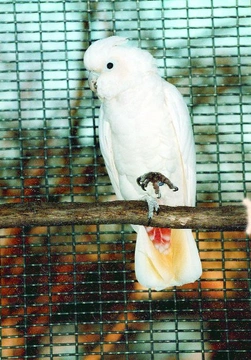 Kakadu filipínský - Cacatua haematuropygia