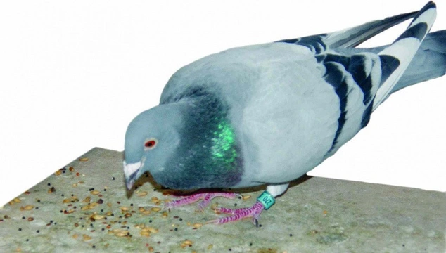 Orientace poštovních holubů