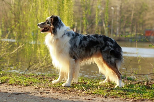 Cea collie hot sale