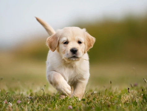 How and When Puppies Learn to Crawl, walk, Run, Jump and Climb