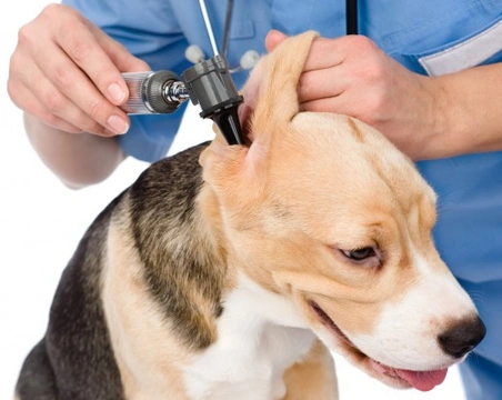Symptoms of a perforated eardrum in the dog