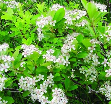 Temnoplodec černoplodý (Aronia melanocarpa)