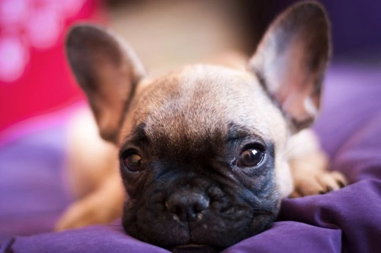 Worming your puppy - More information and what to expect