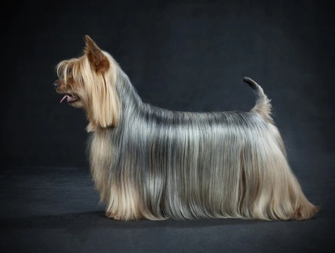 Is an Australian silky terrier the right choice of dog for you?