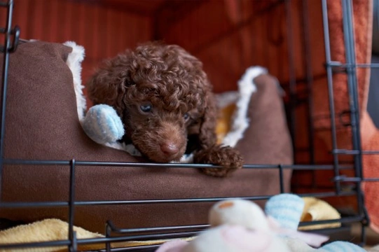 Settling puppy store in new home