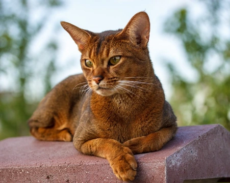 Amyloidosis in Cats