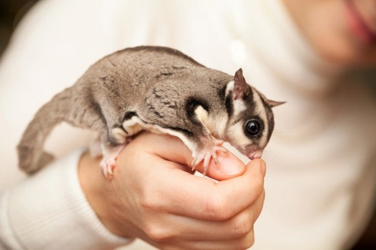 How to Create a Lovely Environment for Sugar Gliders