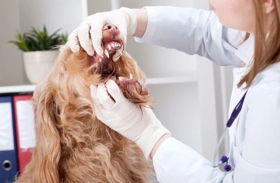 What are Anaerobic Bacterial Infections in Dogs?