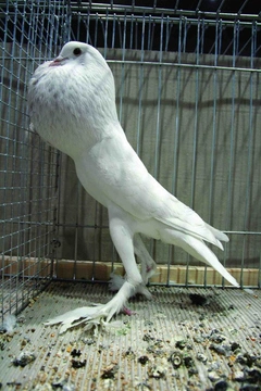 Nejznámější holubi 6 Anglický voláč