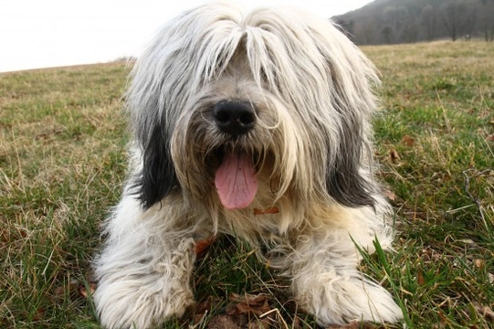 Polish lowland sheepdog hereditary health and health testing