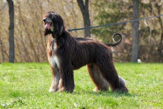 5 personality traits of the Afghan hound