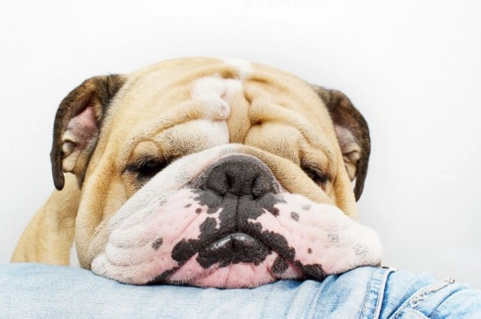 Dogs and snoring - Is it cause for concern?