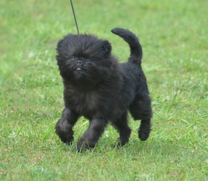 Five universal personality traits of the Affenpinscher dog breed
