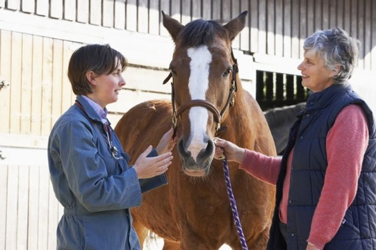 Getting a horse or pony vetted prior to purchase