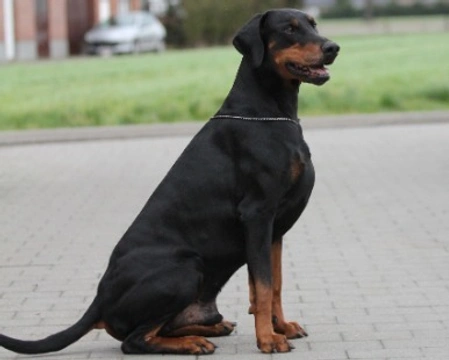 Dobermann: carattere, prezzo e colore del mantello