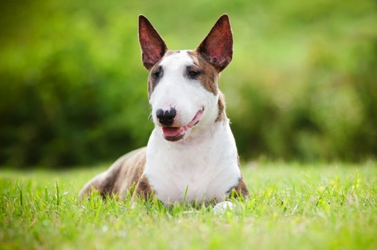 Training and managing an English bull terrier