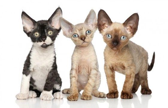 Devon rex sale kittens for adoption