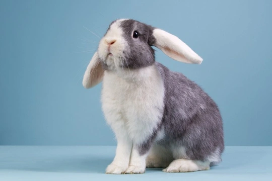 5 of the best rabbit breeds for children