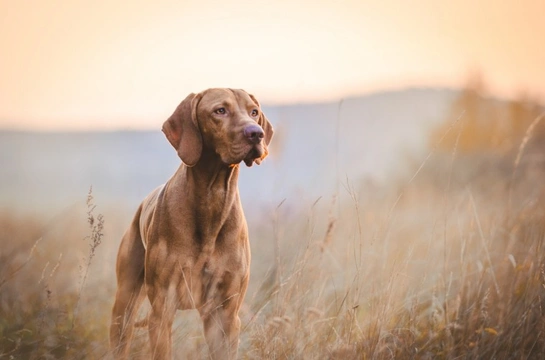 How to tell if your dog tends to be submissive