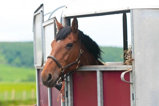 The Importance of Insuring Saddlery & Trailers
