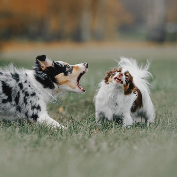 I psi se učí mluvit aneb kdy štěňata začínají štěkat