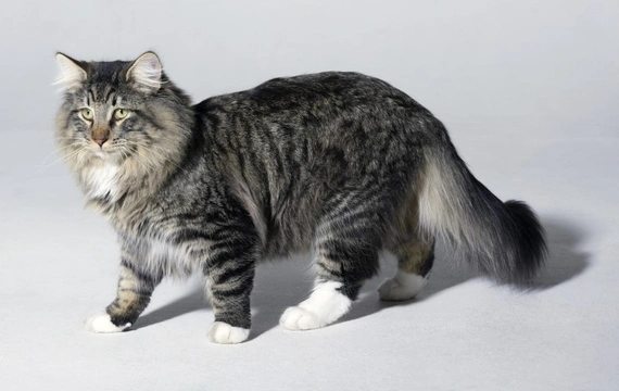 Do you know your cat’s body condition score?