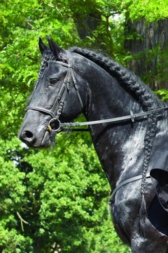 Když se koně vyparádí,  V. díl – Sportovní koně