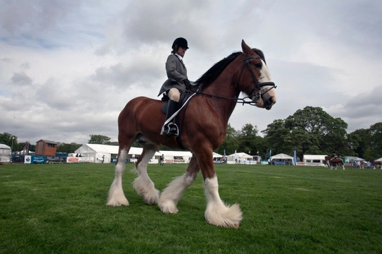 shire horse riding