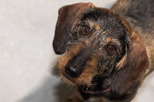 Lafora Disease in Miniature Wirehaired Dachshunds