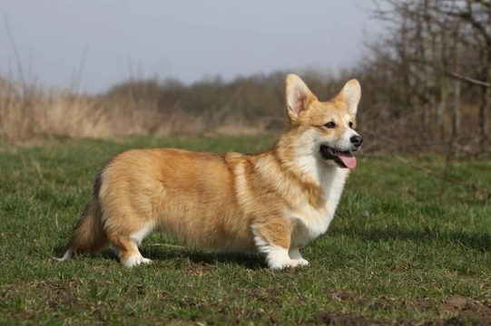 Cane store welsh corgi