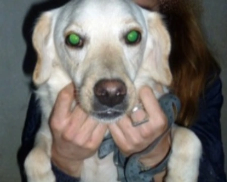 Adozioni cani: la storia di Carlos, dolce Labrador in miniatura