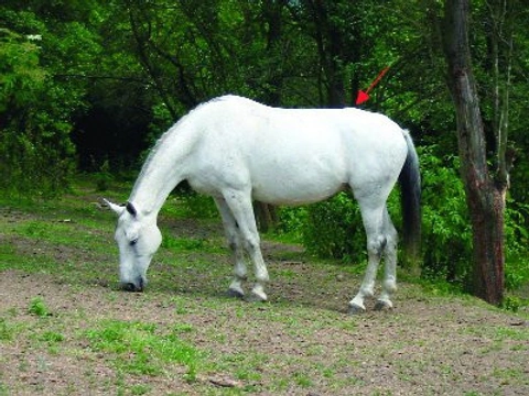 Malá veterinární příručka pro milovníky koní - 9. díl