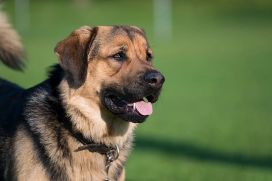 Tonsillar Carcinoma in Dogs