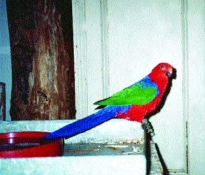Chov a odchov papoušků ambonských