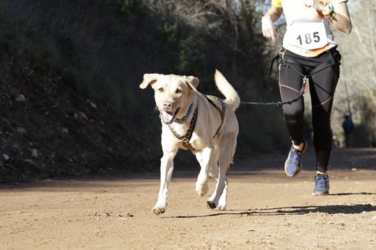 Why dogs are the perfect pets for Athletes