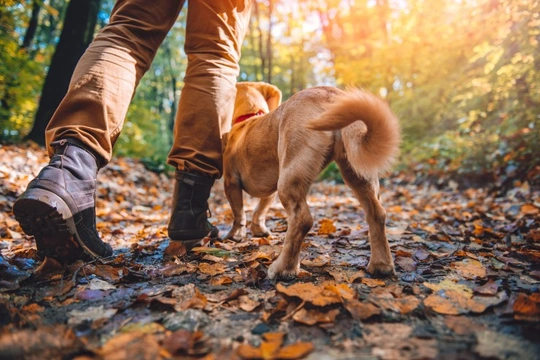 Kennel Club issues timely reminder to dog owners about Alabama rot as peak season for the condition