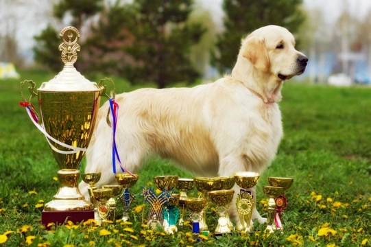 What is the point of formal dog shows?