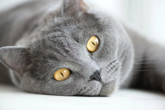 8 Cat Myths De-mystified