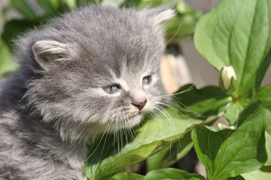 Cats and Poisonous Plants