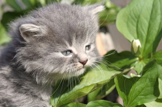 Is celery clearance poisonous to cats