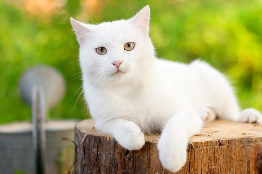 Owning a White Cat